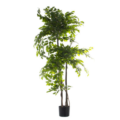 Διακοσμητικό Φυτό Alexandra House Living Πλαστική ύλη Ficus 18 x 22 x 162 cm