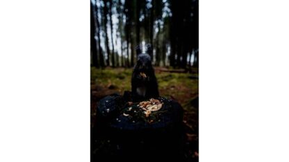 Samyang AF 2,8/18 FE      Sony E