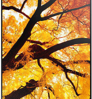 (60006052) 32  M-SERIES LARGE FORMAT DISPLAY  FHD  450CD/M2  D-LED BACKLIGHT     24/7 PROOF  USB ME