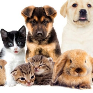 Κατοικίδια